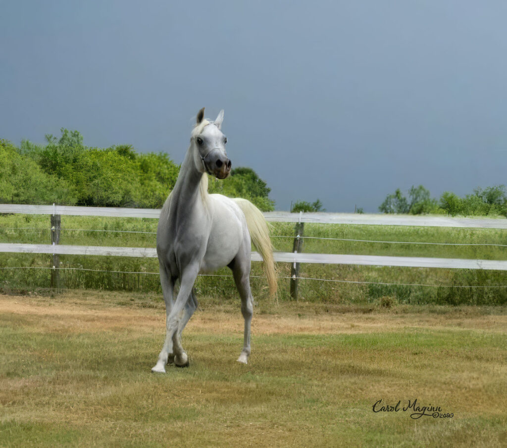 Farashah Grey Mare standing in pasture