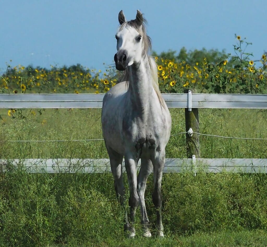 Hassanya BCR standing in a pasture