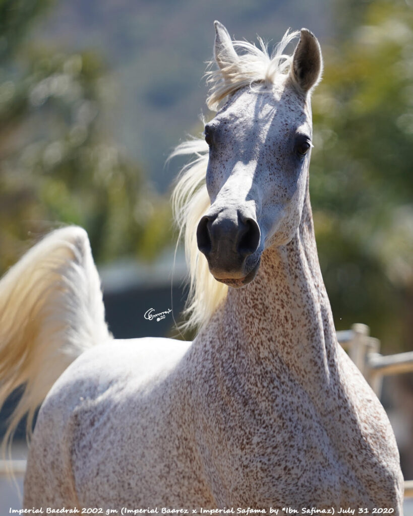 Grey Mare Imperial Baedrah headshot in pasture