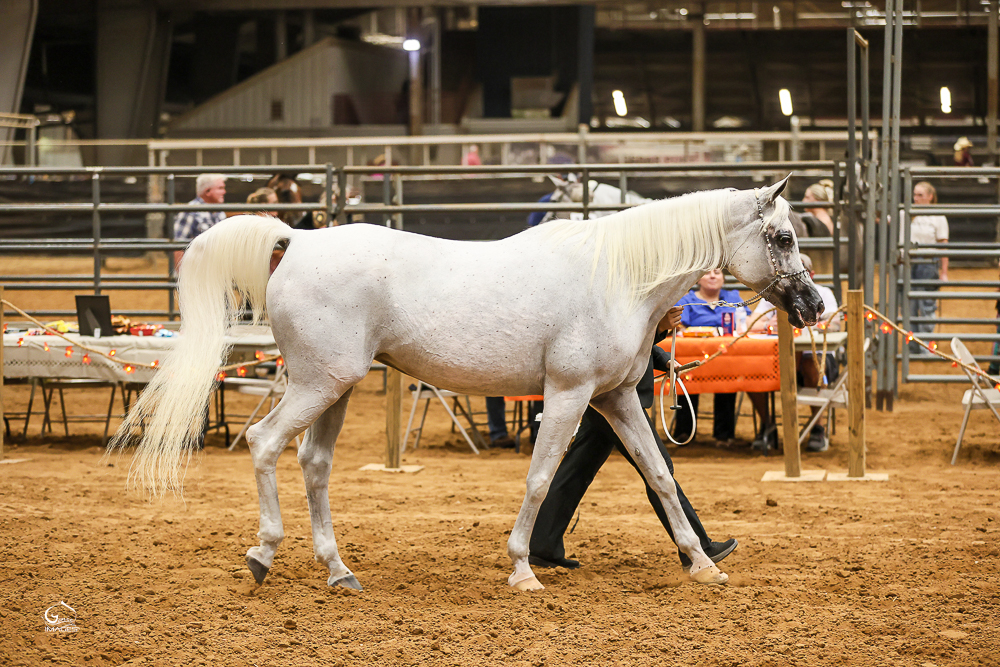 Laheeb Sharq BCR grey Stallion standing center stage at show