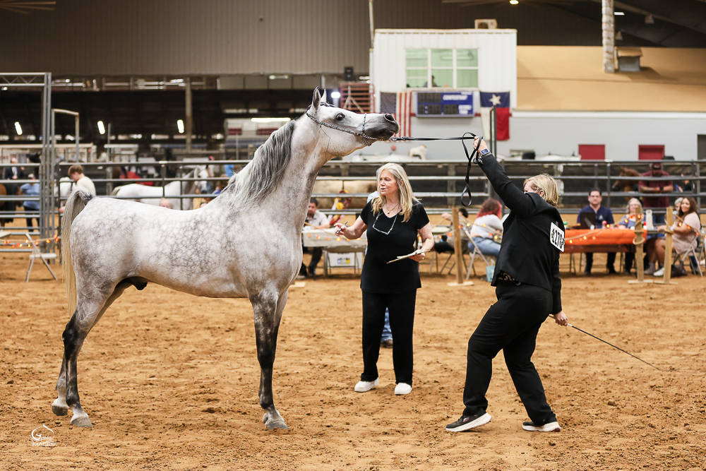 Laheeb Sharq BCR in the show ring