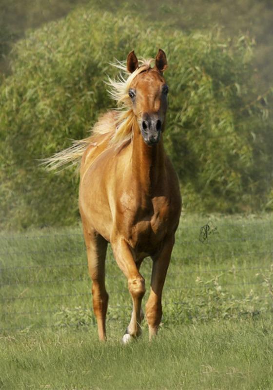 Pandora AWR chestnut mare running in a field.