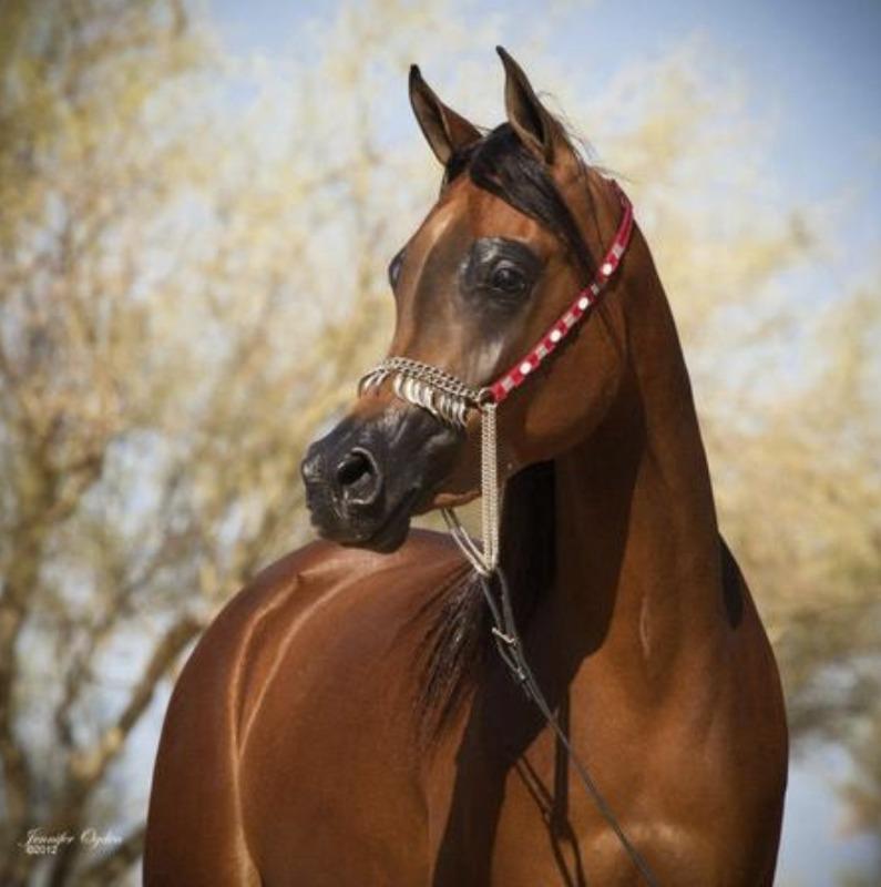 Shearee Bay Mare standing in a field.