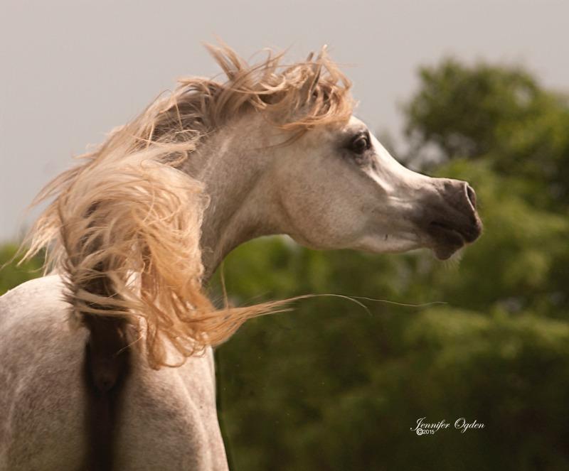Suhail Sharq